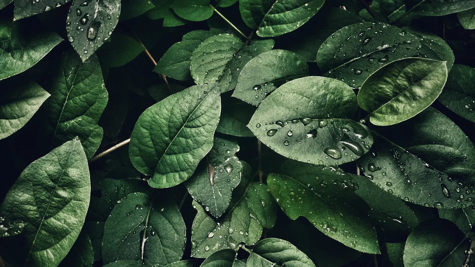 Hintergrund